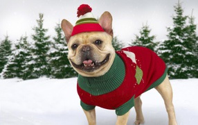 Dog in winter clothes