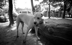 Dogo Argentino beautiful, black and white photo