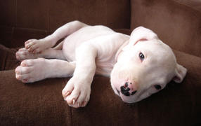 Dogo Argentino puppy on the couch
