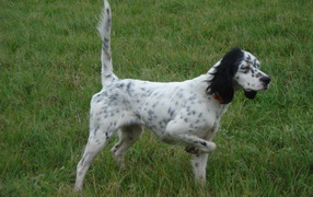 English Setter, tail pipe