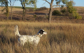 English Setter in the dried grass
