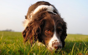 English Springer Spaniel is on the trail