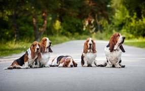 Family Basset Hound sitting on the road
