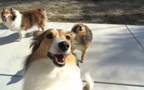 Funny Sheltie breed dogs are playing