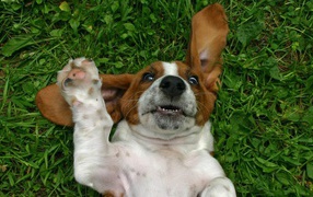 Funny basset hound on grass