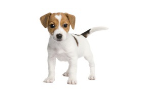Funny puppy on a white background