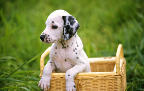 German shorthaired Pointer in the basket