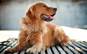 Golden terrier is lying on the bench