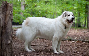 Great Pyrenees dog in the forest