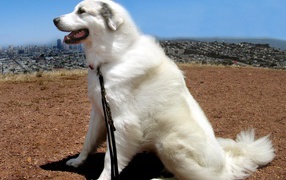 Большая пиренейская собака на фоне города
