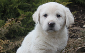 Great Pyrenees puppy dog in the bush