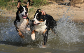 Great Swiss Mountain Dog puppies running in the water