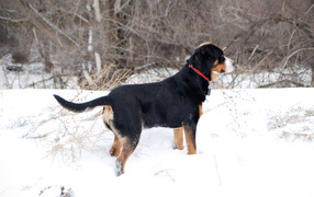 Greater Swiss Mountain Dog in winter