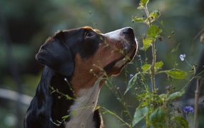 Greater Swiss Mountain Dog looking up