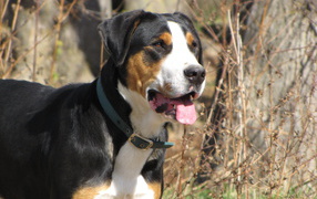 Greater Swiss Mountain Dog looks into the distance