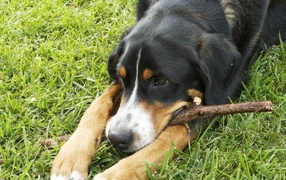 Greater Swiss Mountain Dog lying on the grass with a stick