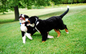 Счастливые щенки бернской пастушьей собаки играют