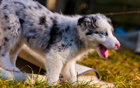 Счастливый щенок австралийской овчарки