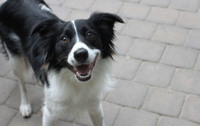Happy border collie looking at the photographer