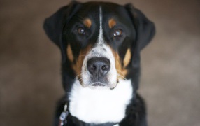 Nose of Great Swiss Mountain Dog