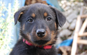 Portrait of Beauceron puppy