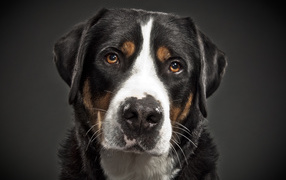Portrait of Great Swiss Mountain Dog