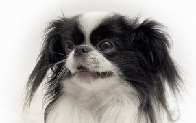 Portrait of a Japanese Chin
