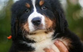 Портрет красивого щенка бернской пастушьей собаки