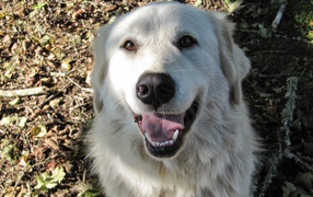 Portrait of a happy Great Pyrenees dog
