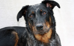 Portrait of cute Beauceron on a light background
