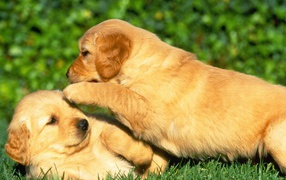 Puppies of Golden terrier are playing with each other