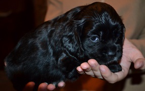 Puppy American Cocker Spaniel in the hands of the owner