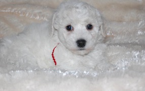Puppy Bichon Frise lying on white bed