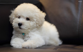 Puppy Bichon Frise on a leather couch