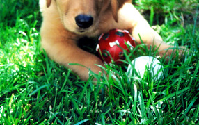 Puppy Golden terrier is playing with a red ball