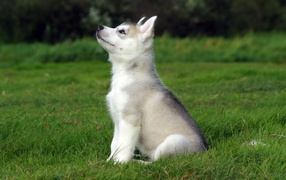 Puppy sits on the green grass