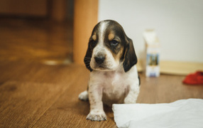 Sad basset hound puppy