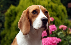 Грустная собака породы бигль на фоне цветов