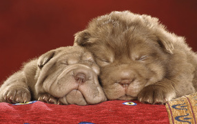 Шарпей щенки спят на красной ковровой дорожке
