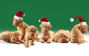 Shar Pei puppies in the hats santa claus