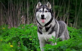 Siberian Husky with different eyes
