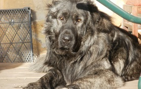 The Black kazakh sheepdog