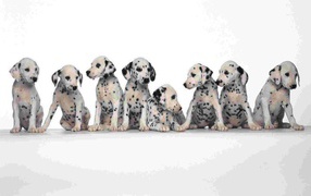 The Dalmatian puppies