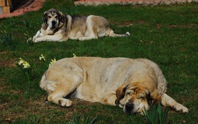 The Spanish mastiff is sleeping on the grass