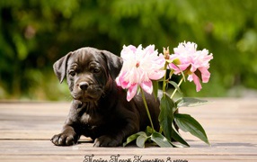 The Staffordshire BullTerrier with the flowers