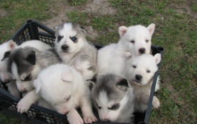 The basket full of Siberian Husky
