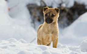 The puppy on the snow