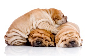 Three puppies shar pei are sleeping on each other