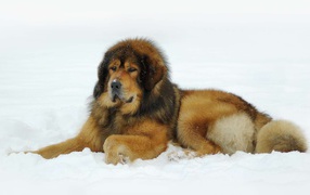 Tibetan mastiff is lying on the snow