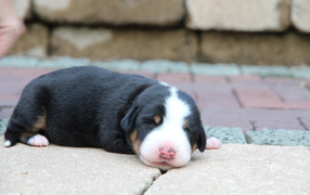 Tiny Puppy Greater Swiss Mountain Dog